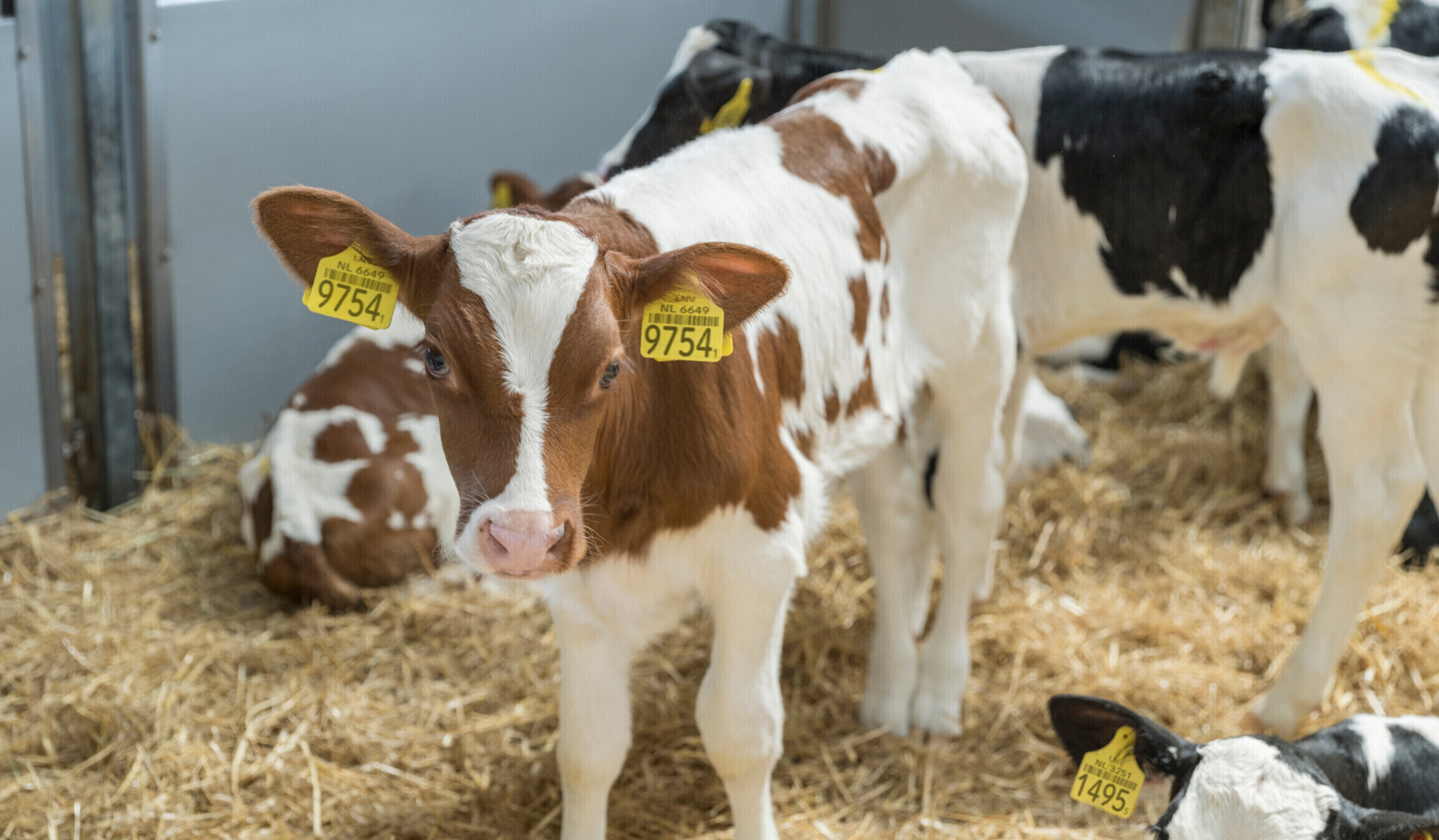 Calf