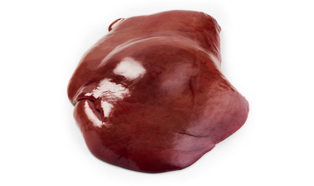 Liver